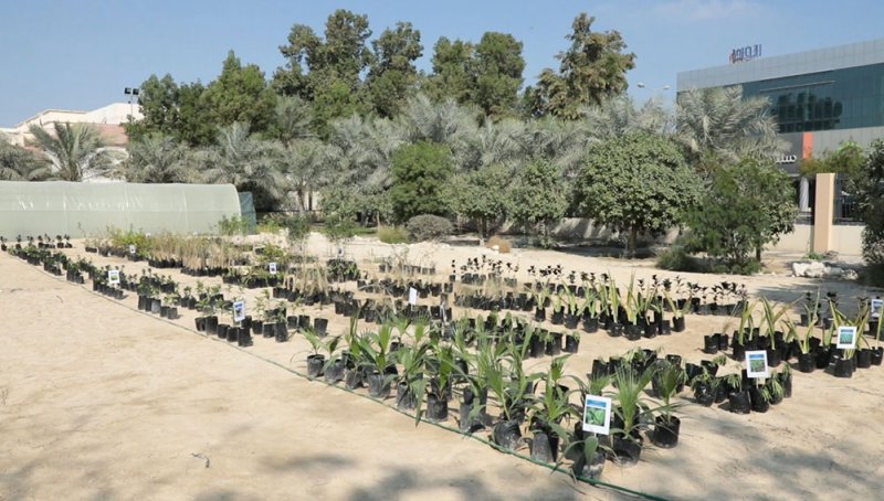 البلدية الجنوبية تنفذ مشتلاً للنباتات المتنوعة في حديقة خليفة الكبرى 
