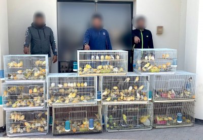 القبض على 3 أشخاص قاموا بسرقة محل لبيع الطيور