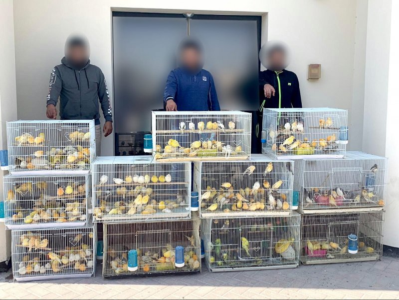 القبض على 3 أشخاص قاموا بسرقة محل لبيع الطيور