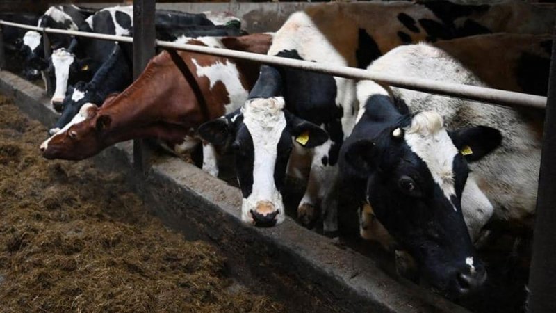 إبادة أكثر من 850 بقرة عاشت في ظروف "جهنمية"