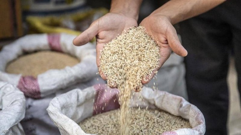 دراسة تكشف فائدة عظيمة للسمسم: قد يحمي من مرض عصبي خطير