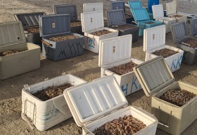 خفر السواحل تتمكن من ضبط 850 كيلوجرامًا من الروبيان المحظور صيده