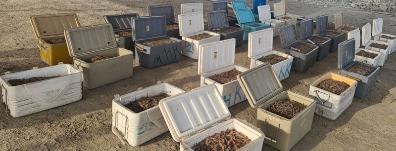 خفر السواحل تتمكن من ضبط 850 كيلوجرامًا من الروبيان المحظور صيده