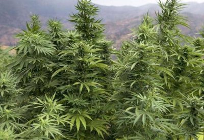 بشروط.. الحكومة المغربية تصدق على تقنين القنب الهندي
