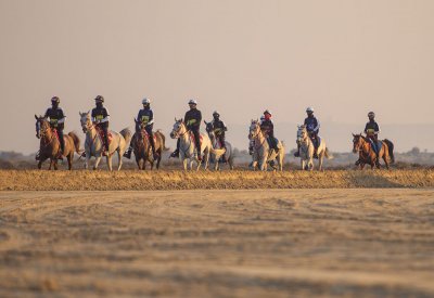 قرية البحرين الدولية للقدرة تحتضن الفحص البيطري لسباقات ختام الموسم