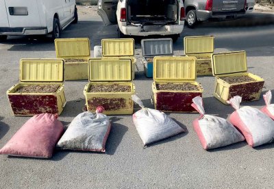 دوريات خفر السواحل تضبط 1010 كيلو غرام من الروبيان المحظور صيده بالنويدرات وسترة وكرزكان