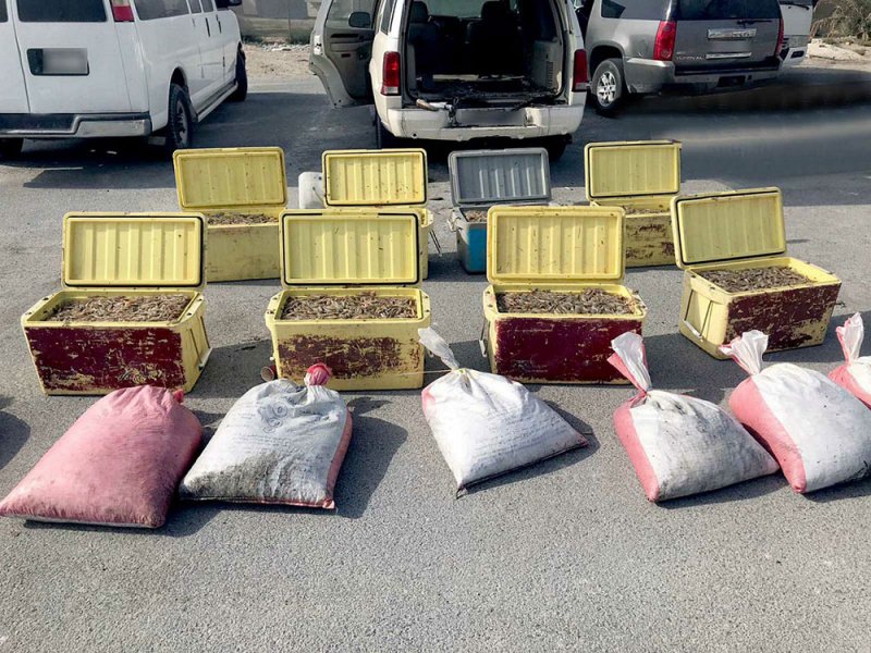 دوريات خفر السواحل تضبط 1010 كيلو غرام من الروبيان المحظور صيده بالنويدرات وسترة وكرزكان