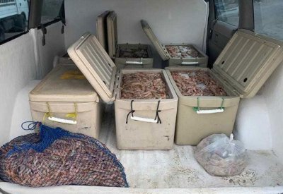 "خفر السواحل": ضبط 435 كيلوجرامًا من الروبيان المحظور صيده في قارب ومركبتين