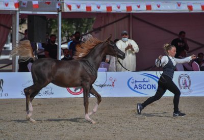 برعاية ناصر بن حمد.. بطولة فيصل بن حمد لجمال الخيل في أمسية رمضانية