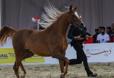 ناصر بن حمد يرحب بالمشاركين في بطولة فيصل بن حمد لجمال الخيل العربية