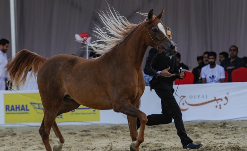 ناصر بن حمد يرحب بالمشاركين في بطولة فيصل بن حمد لجمال الخيل العربية