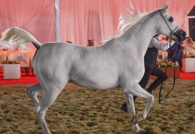تواصل منافسات المغفور له سمو الشيخ فيصل بن حمد آل خليفة لجمال الخيل العربية الأصيلة