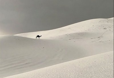 "ناقة بوسط البَرد“ في السعودية تحظى بإعجاب مواقع التواصل