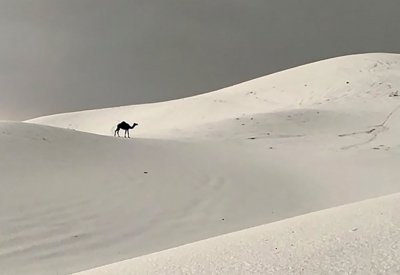 "ناقة بوسط البَرد“ في السعودية تحظى بإعجاب مواقع التواصل