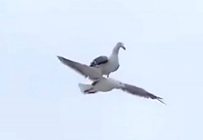 طائر يأخذ استراحة على آخر يحلق في السماء