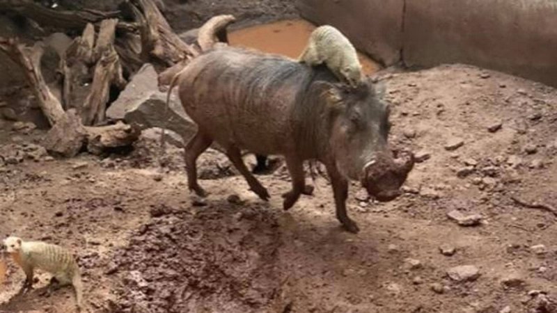 "هاكونا ماتاتا".. حين تتحول الأسطورة إلى واقع مثير