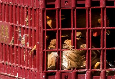 آتية من الطيور.. عالمان صينيان يحذران من جائحة جديدة!