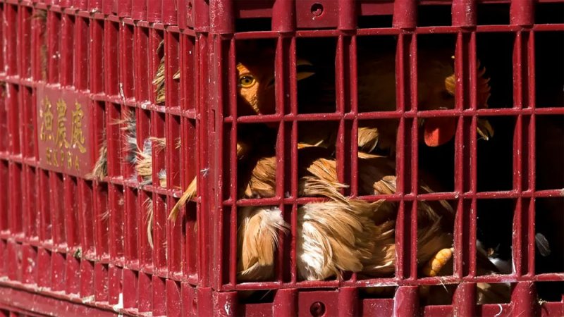 آتية من الطيور.. عالمان صينيان يحذران من جائحة جديدة!