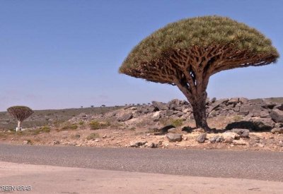 التحالف العربي: لا صحة لوجود قوات إماراتية بجزيرتين يمنيتين