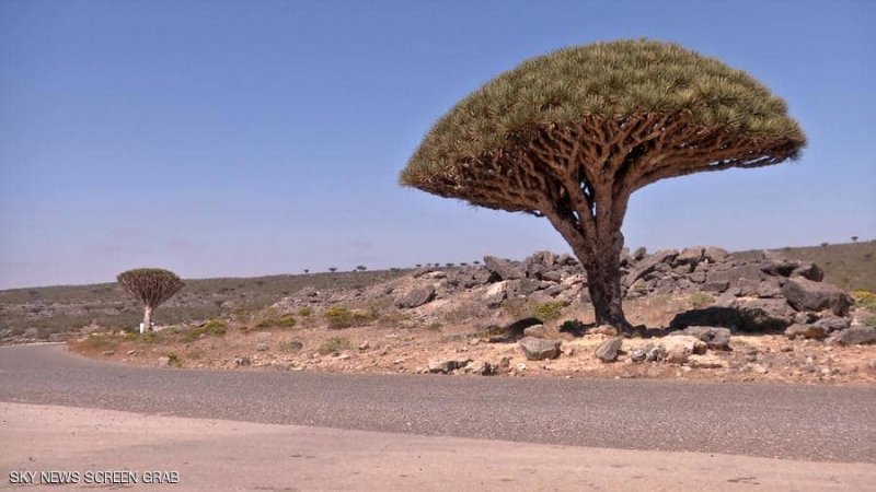 التحالف العربي: لا صحة لوجود قوات إماراتية بجزيرتين يمنيتين