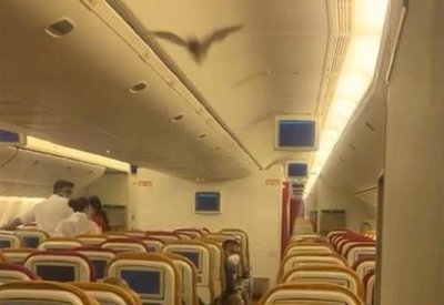 فيديو.. خفاش يثير الذعر في طائرة هندية ويجبرها على العودة
