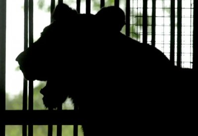 نفوق لبؤة وسط تفشي كورونا بين أسود حديقة حيوانات في الهند