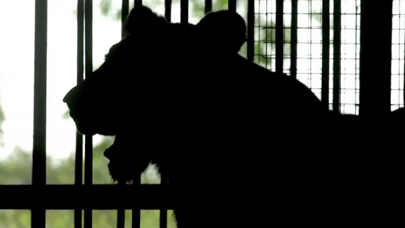 نفوق لبؤة وسط تفشي كورونا بين أسود حديقة حيوانات في الهند