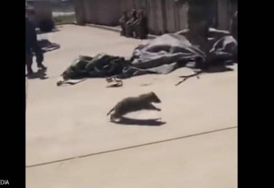 فيديو لراكون يقتحم ناقلة جند أميركية.. انظر ماذا فعل الجنود!