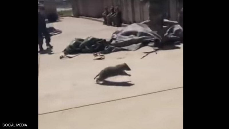فيديو لراكون يقتحم ناقلة جند أميركية.. انظر ماذا فعل الجنود!