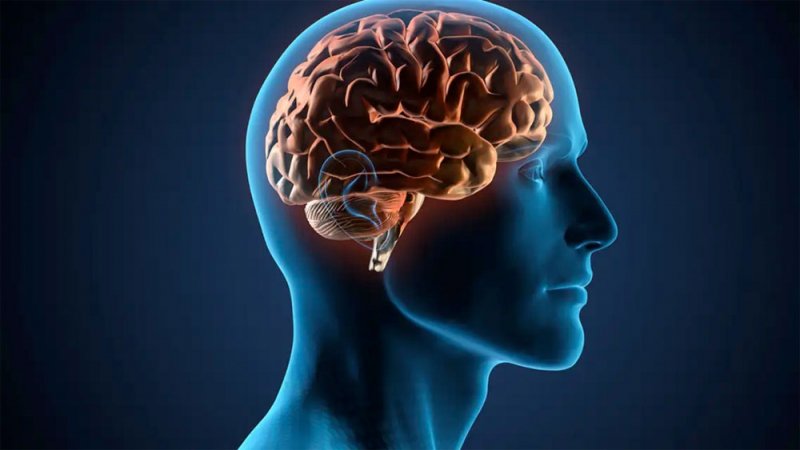 دراسة صادمة.. كورونا قد يتسلل إلى الدماغ ويأكل أنسجته