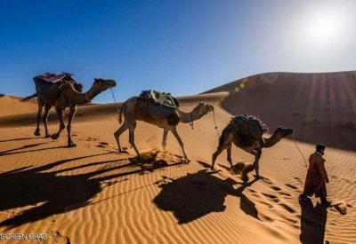 لماذا لا يعطش الجمل العربي؟.. دراسة تكشف السر الغامض