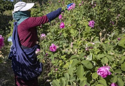 بني ملال.. مدينة مغربية تحارب البطالة بزراعة الورود