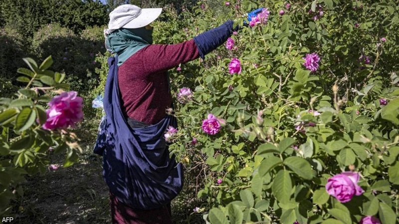 بني ملال.. مدينة مغربية تحارب البطالة بزراعة الورود