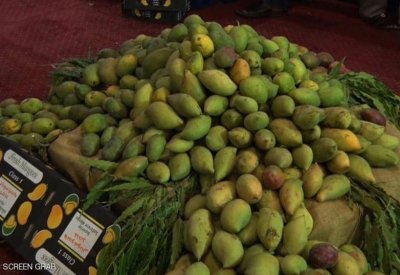 أزمة المانجو بالسودان.. لماذا ينتهي بها الحال علفا حيوانيا؟