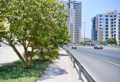 الانتهاء من تكثيف المزروعات في شارع الشيخ عيسى بن سلمان "المرحلة الاولى"