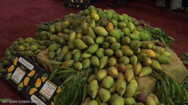أزمة المانجو بالسودان.. لماذا ينتهي بها الحال علفا حيوانيا؟