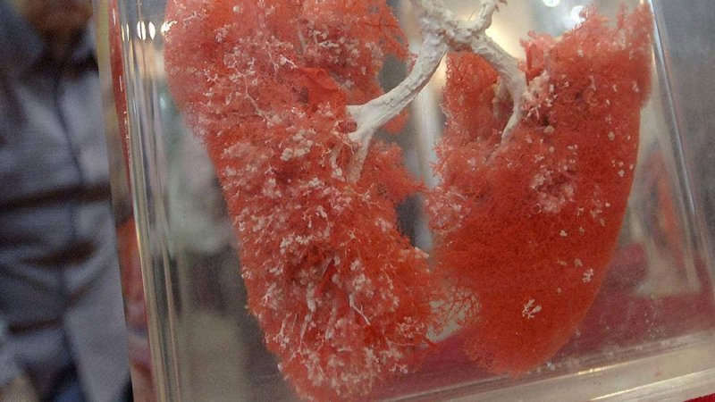 أمل جديد.. دراسة تُبشر بحماية الرئتين من التلف القاتل