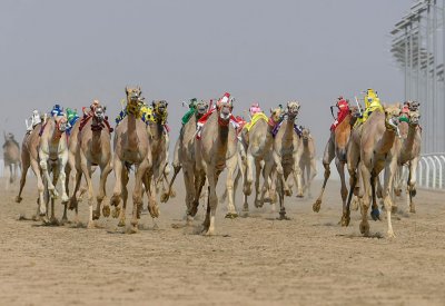 ناصر بن حمد: إنجازات مهرجان سمو ولي العهد للهجن في السعودية تجسد رعاية جلالة الملك لرياضات الموروث