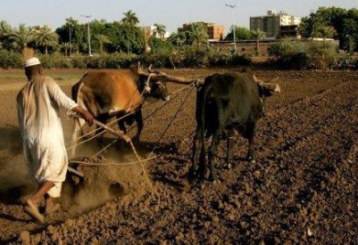 سحب أرض البحرين الزراعية في السودان