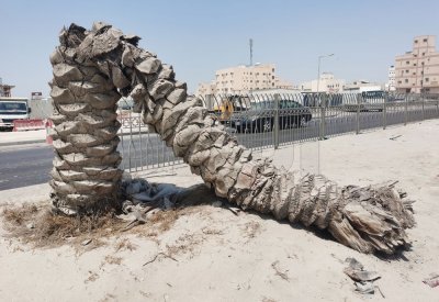 بالصور: النخلة الساجدة