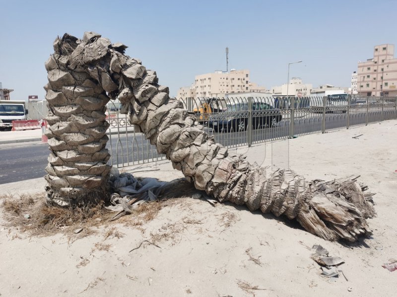 بالصور: النخلة الساجدة