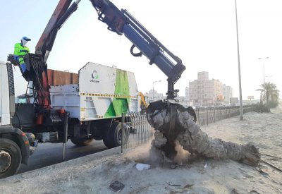 البلديات تزيل النخلة الساجدة