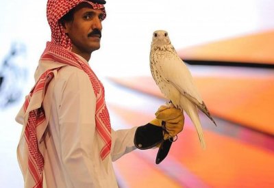 أغلى صقر بالعالم.. بيع بمزاد دولي للصقور في السعودية وهذا ثمنه