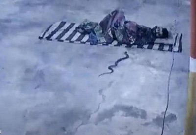 بالفيديو: مفاجأة غير متوقعة في الفراش.. "كوبرا" عملاقة
