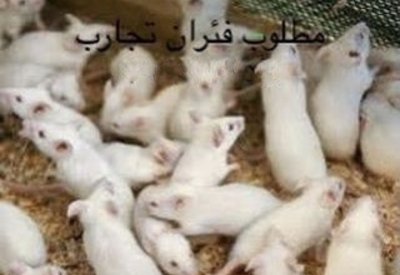 "فئران التجارب" ألذ طعام الصقور في المحرق
