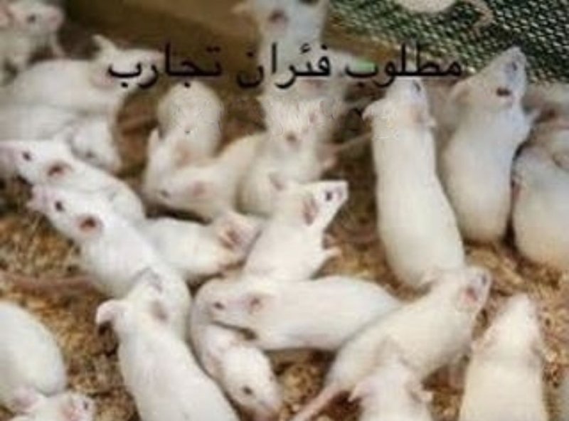 "فئران التجارب" ألذ طعام الصقور في المحرق