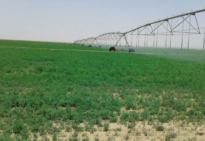 السعودية تعرض نجاح تجربتها في التنمية الزراعية المستدامة أمام مجموعة العشرين