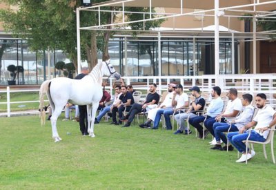 الاتحاد الملكي ينظم دورة عارضي الخيل العربية المتقدمة
