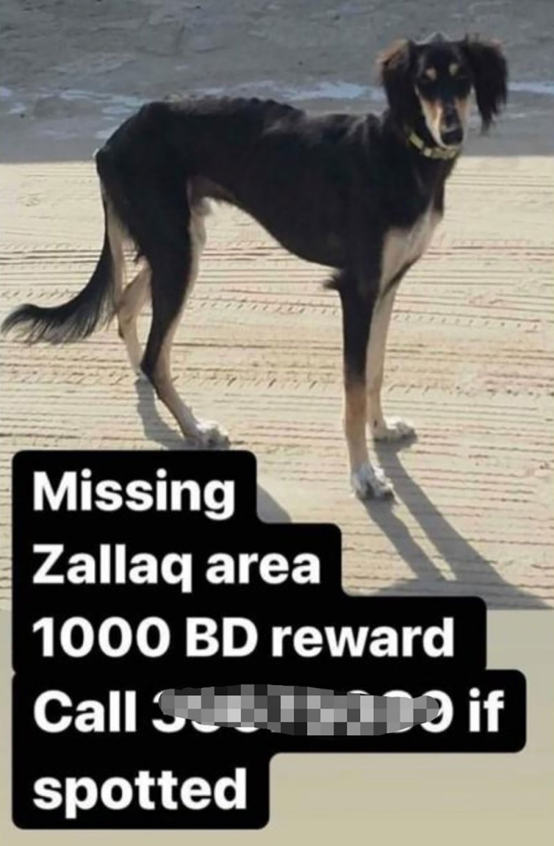 الف دينار نقدا مكافأة العثور على كلب ضائع