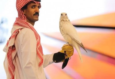 أغلى صقر بالعالم.. بيع بمزاد دولي للصقور في السعودية وهذا ثمنه